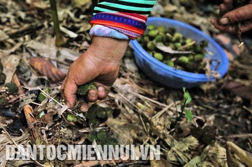 Quả sa nhân mọc ngay dưới gốc cây, rất dễ thu hoạch. Ảnh: Phan Tuấn Anh Quả sa nhân mọc ngay dưới gốc cây, rất dễ thu hoạch. Ảnh: Phan Tuấn Anh