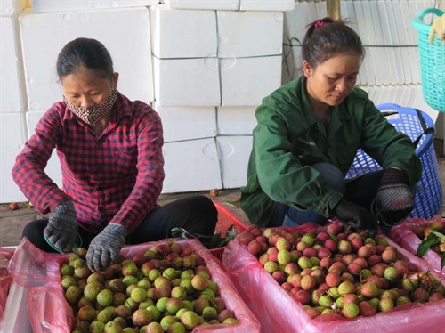 Công đoạn sơ chế vải trước khi tiêu thụ tại nhà xưởng tại Công ty TNHH Hưng Việt (xã Gia Tân, huyện Gia Lộc). Công đoạn sơ chế vải trước khi tiêu thụ tại nhà xưởng tại Công ty TNHH Hưng Việt (xã Gia Tân, huyện Gia Lộc).