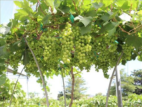 Nho kiểng nhìn bên ngoài bắt mắt, khách đến nhà ngày tết sẽ rất ấn tượng vì cây nho nhỏ xíu mà trĩu nặng quả. Ảnh: Nguyễn Thành – TTXVN Nho kiểng nhìn bên ngoài bắt mắt, khách đến nhà ngày tết sẽ rất ấn tượng vì cây nho nhỏ xíu mà trĩu nặng quả. Ảnh: Nguyễn Thành – TTXVN