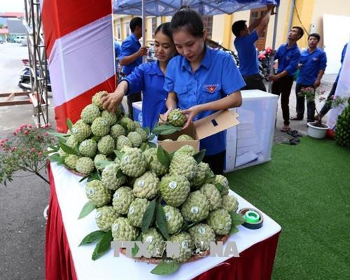 Một gian trưng bày sản phẩm na Chi Lăng. Ảnh: Vũ Sinh, Hoàng Hùng – TTXVN Một gian trưng bày sản phẩm na Chi Lăng. Ảnh: Vũ Sinh, Hoàng Hùng – TTXVN