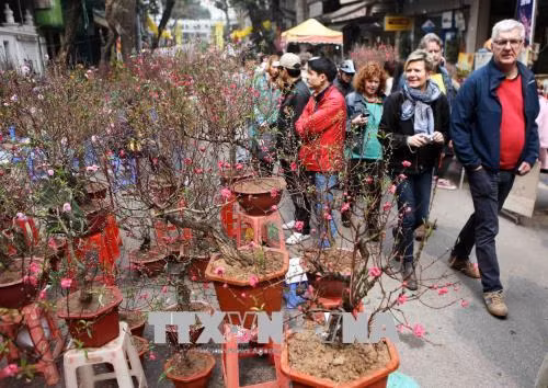 Chợ hoa Hàng Lược những ngày giáp Tết 2018. Ảnh: Quý Trung – TTXVN