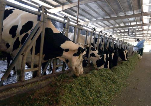 Hà Nội là thủ đô và cũng là địa phương có tổng đàn gia súc, gia cầm đứng trong top đầu của cả nước với tổng đàn bò trên 129.500 con. Chăn nuôi bò BBB đem lại nguồn thu nhập ổn định cho bà con nông dân ở xã Tòng Bạt, huyện Ba Vì (Hà Nội). Hà Nội phát triển chăn nuôi theo hướng ứng dụng công nghệ cao. Giá trị sản phẩm chăn nuôi ứng dụng công nghệ cao đạt trên 30% tổng giá trị sản phẩm chăn nuôi.