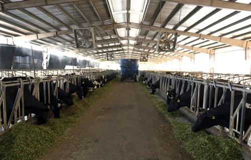 Hà Nội là thủ đô và cũng là địa phương có tổng đàn gia súc, gia cầm đứng trong top đầu của cả nước với tổng đàn bò trên 129.500 con. Chăn nuôi bò BBB đem lại nguồn thu nhập ổn định cho bà con nông dân ở xã Tòng Bạt, huyện Ba Vì (Hà Nội). Hà Nội phát triển chăn nuôi theo hướng ứng dụng công nghệ cao. Giá trị sản phẩm chăn nuôi ứng dụng công nghệ cao đạt trên 30% tổng giá trị sản phẩm chăn nuôi.