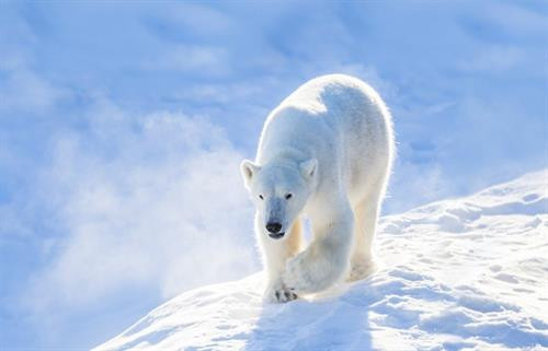Rovaniemi, thủ phủ tỉnh Lapland ở Phần Lan được xem là quê hương chính thức của ông già Noel. Làng của ông già Noel: Nằm cách trung tâm thành phố Rovaniemi khoảng 8 km về phía bắc, Santa Claus Village, hay Làng của ông già Noel mở cửa chào đón du khách mỗi ngày. Là điểm đến hút khách nhất của Lapland, nơi đây như một resort đúng nghĩa với hàng loạt cửa hàng quà lưu niệm, nhà hàng, quán cà phê... Song, 3 địa điểm hấp dẫn hơn cả tại ngôi làng này chính là Santa Claus Office, Santa Claus Main Post Office và Arctic Circle. Gặp ông già Noel "xịn": Santa Claus Office, hay Văn phòng của ông già Noel là địa điểm chính thức cho bạn gặp gỡ nhân vật quen thuộc, hiền hậu với bộ râu rậm đặc trưng. Không quá lời khi nói rằng ông già Noel có lẽ là người... nổi tiếng nhất thế giới, đặc biệt với trẻ em. Tại Santa Claus Office, các bạn nhỏ có thể khám phá nhiều bí mật thú vị về nhân vật này, chẳng hạn như bộ điều khiển tốc độ quay Trái Đất của ông. Gửi thiệp Giáng sinh đến những người thân yêu: Santa Claus Main Post Office, hay Bưu điện chính của ông già Noel thuộc mạng lưới dịch vụ bưu chính quốc gia Phần Lan. Tại đây, du khách có thể "đặt hàng" ông già Noel gửi thiệp, quà Giáng sinh... đến những người thân yêu với một dấu bưu điện chính thức ở đây mà không nơi nào có để làm họ bất ngờ. Từ năm 1985, ông già Noel nhận khoảng 15 triệu lá thư từ 198 quốc gia, vùng lãnh thổ gửi đến, nên tại bưu điện, bạn cũng có thể xem qua những lá thư đáng yêu này của trẻ em khắp thế giới. Check-in tại Vòng Bắc Cực: Arctic Circle, hay Vòng Bắc Cực là vĩ tuyến 66 độ 33 phút bắc. Đây là một trong những dấu mốc địa lý rất đặc biệt trên Trái Đất, diễn ra những hiện tượng kỳ thú như Mặt Trời nửa đêm (Midnight Sun) hay Đêm vùng cực (Polar Night). Vòng Bắc Cực chạy qua Santa Claus Village ở Rovaniemi được đánh dấu rõ ràng, dễ nhận biết. Bạn hẳn không thể bỏ qua điểm check-in độc lạ này khi đến đây. Chiêm ngưỡng Bắc Cực quang kỳ ảo: Từ cuối tháng 8 đến tận đầu tháng 4 hàng năm ở Rovaniemi, bạn có thể tận mắt chiêm ngưỡng Bắc Cực quang "nhảy múa" không ngừng. Không gian lý tưởng để quan sát hiện tượng thiên nhiên kỳ thú này là bầu trời đêm đủ tối, trong vắt, không có ánh đèn neon. Trung tâm khoa học và bảo tàng Arktikum's Arctic Garden bên bờ sông Ounasjoki là một gợi ý thích hợp nếu bạn không muốn di chuyển quá xa trung tâm thành phố. Cưỡi xe tuần lộc kéo: Những chú tuần lộc kéo xe là một trong những hình ảnh gắn liền với ông già Noel. Tuy không thể... bay giữa trời, song những xe tuần lộc kéo vẫn đủ khả năng mang đến bạn cảm giác lướt đi trên tuyết trắng. Bạn có thể ghé thăm các trang trại tuần lộc và trải nghiệm hoạt động thú vị này. Ngoài cưỡi xe tuần lộc kéo, du khách cũng có thể lựa chọn xe kéo bởi những chú chó Husky. Kết bạn với những động vật vùng cực: Nếu là tín đồ yêu động vật, chắc chắn bạn không thể bỏ qua Ranua Wildlife Park, hay Công viên động vật hoang dã Ranua ở Rovaniemi. Tại đây, du khách có thể tìm hiểu, quan sát, chụp ảnh... nhiều loài động vật đặc biệt sống vùng cực như gấu trắng Bắc Cực, cáo Bắc Cực, cú tuyết, hươu đuôi trắng, rái cá... Cưỡi xe trượt tuyết: Có từ năm 1999, Arctic Circle Snowmobile Park, hay Công viên xe trượt tuyết Vòng Bắc Cực ở Rovaniemi sẽ mang đến bạn cơ hội thử sức với loại phương tiện đặc biệt này. Nơi đây có những chiếc xe trượt tuyết cỡ nhỏ thích hợp cho cả trẻ em để cùng vui chơi trong mùa đông. Ngoài ra, du khách cũng có thể tìm hiểu sự phát triển của xe trượt tuyết từ thập niên 1960 đến nay qua triển lãm ở "Ngôi nhà xe trượt tuyết của ông già Noel". Thử món ngon từ thịt tuần lộc: Tuần lộc được xem là một loại gia súc ở Lapland. Hình thức sinh kế chăn nuôi tuần lộc đã có từ nhiều thế kỷ ở vùng đất này, nên thịt tuần lộc là phần quan trọng không thể thiếu trong văn hóa ẩm thực của quê hương ông già Noel. Bạn có thể thưởng thức thịt tuần lộc xào dầu olive, ăn kèm khoai tây nghiền và quả mọng lingonberry đặc trưng ở vùng Scandinavia. Thưởng thức đặc sản tráng miệng Rovaniemi: Món ăn địa phương bạn nhất định phải thử khi đến quê hương ông già Noel là "phô mai bánh mì", hay leipajuusto. Món tráng miệng làm từ phô mai mềm chiên này thường được phục vụ với quả mọng cloudberry đặc trưng, đắt tiền ở Phần Lan. Trong lúc thưởng thức món leipajuusto hấp dẫn với hương vị ngọt ngào, bạn sẽ nghe được những âm thanh vui tai phát ra khi nhai. Rovaniemi, thủ phủ tỉnh Lapland ở Phần Lan được xem là quê hương chính thức của ông già Noel. Làng của ông già Noel: Nằm cách trung tâm thành phố Rovaniemi khoảng 8 km về phía bắc, Santa Claus Village, hay Làng của ông già Noel mở cửa chào đón du khách mỗi ngày. Là điểm đến hút khách nhất của Lapland, nơi đây như một resort đúng nghĩa với hàng loạt cửa hàng quà lưu niệm, nhà hàng, quán cà phê... Song, 3 địa điểm hấp dẫn hơn cả tại ngôi làng này chính là Santa Claus Office, Santa Claus Main Post Office và Arctic Circle. Gặp ông già Noel "xịn": Santa Claus Office, hay Văn phòng của ông già Noel là địa điểm chính thức cho bạn gặp gỡ nhân vật quen thuộc, hiền hậu với bộ râu rậm đặc trưng. Không quá lời khi nói rằng ông già Noel có lẽ là người... nổi tiếng nhất thế giới, đặc biệt với trẻ em. Tại Santa Claus Office, các bạn nhỏ có thể khám phá nhiều bí mật thú vị về nhân vật này, chẳng hạn như bộ điều khiển tốc độ quay Trái Đất của ông. Gửi thiệp Giáng sinh đến những người thân yêu: Santa Claus Main Post Office, hay Bưu điện chính của ông già Noel thuộc mạng lưới dịch vụ bưu chính quốc gia Phần Lan. Tại đây, du khách có thể "đặt hàng" ông già Noel gửi thiệp, quà Giáng sinh... đến những người thân yêu với một dấu bưu điện chính thức ở đây mà không nơi nào có để làm họ bất ngờ. Từ năm 1985, ông già Noel nhận khoảng 15 triệu lá thư từ 198 quốc gia, vùng lãnh thổ gửi đến, nên tại bưu điện, bạn cũng có thể xem qua những lá thư đáng yêu này của trẻ em khắp thế giới. Check-in tại Vòng Bắc Cực: Arctic Circle, hay Vòng Bắc Cực là vĩ tuyến 66 độ 33 phút bắc. Đây là một trong những dấu mốc địa lý rất đặc biệt trên Trái Đất, diễn ra những hiện tượng kỳ thú như Mặt Trời nửa đêm (Midnight Sun) hay Đêm vùng cực (Polar Night). Vòng Bắc Cực chạy qua Santa Claus Village ở Rovaniemi được đánh dấu rõ ràng, dễ nhận biết. Bạn hẳn không thể bỏ qua điểm check-in độc lạ này khi đến đây. Chiêm ngưỡng Bắc Cực quang kỳ ảo: Từ cuối tháng 8 đến tận đầu tháng 4 hàng năm ở Rovaniemi, bạn có thể tận mắt chiêm ngưỡng Bắc Cực quang "nhảy múa" không ngừng. Không gian lý tưởng để quan sát hiện tượng thiên nhiên kỳ thú này là bầu trời đêm đủ tối, trong vắt, không có ánh đèn neon. Trung tâm khoa học và bảo tàng Arktikum's Arctic Garden bên bờ sông Ounasjoki là một gợi ý thích hợp nếu bạn không muốn di chuyển quá xa trung tâm thành phố. Cưỡi xe tuần lộc kéo: Những chú tuần lộc kéo xe là một trong những hình ảnh gắn liền với ông già Noel. Tuy không thể... bay giữa trời, song những xe tuần lộc kéo vẫn đủ khả năng mang đến bạn cảm giác lướt đi trên tuyết trắng. Bạn có thể ghé thăm các trang trại tuần lộc và trải nghiệm hoạt động thú vị này. Ngoài cưỡi xe tuần lộc kéo, du khách cũng có thể lựa chọn xe kéo bởi những chú chó Husky. Kết bạn với những động vật vùng cực: Nếu là tín đồ yêu động vật, chắc chắn bạn không thể bỏ qua Ranua Wildlife Park, hay Công viên động vật hoang dã Ranua ở Rovaniemi. Tại đây, du khách có thể tìm hiểu, quan sát, chụp ảnh... nhiều loài động vật đặc biệt sống vùng cực như gấu trắng Bắc Cực, cáo Bắc Cực, cú tuyết, hươu đuôi trắng, rái cá... Cưỡi xe trượt tuyết: Có từ năm 1999, Arctic Circle Snowmobile Park, hay Công viên xe trượt tuyết Vòng Bắc Cực ở Rovaniemi sẽ mang đến bạn cơ hội thử sức với loại phương tiện đặc biệt này. Nơi đây có những chiếc xe trượt tuyết cỡ nhỏ thích hợp cho cả trẻ em để cùng vui chơi trong mùa đông. Ngoài ra, du khách cũng có thể tìm hiểu sự phát triển của xe trượt tuyết từ thập niên 1960 đến nay qua triển lãm ở "Ngôi nhà xe trượt tuyết của ông già Noel". Thử món ngon từ thịt tuần lộc: Tuần lộc được xem là một loại gia súc ở Lapland. Hình thức sinh kế chăn nuôi tuần lộc đã có từ nhiều thế kỷ ở vùng đất này, nên thịt tuần lộc là phần quan trọng không thể thiếu trong văn hóa ẩm thực của quê hương ông già Noel. Bạn có thể thưởng thức thịt tuần lộc xào dầu olive, ăn kèm khoai tây nghiền và quả mọng lingonberry đặc trưng ở vùng Scandinavia. Thưởng thức đặc sản tráng miệng Rovaniemi: Món ăn địa phương bạn nhất định phải thử khi đến quê hương ông già Noel là "phô mai bánh mì", hay leipajuusto. Món tráng miệng làm từ phô mai mềm chiên này thường được phục vụ với quả mọng cloudberry đặc trưng, đắt tiền ở Phần Lan. Trong lúc thưởng thức món leipajuusto hấp dẫn với hương vị ngọt ngào, bạn sẽ nghe được những âm thanh vui tai phát ra khi nhai.