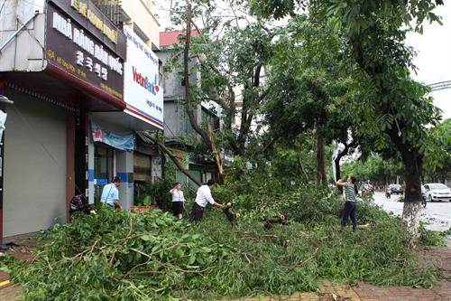 Cây xanh đổ trước nhà dân ở thành phố Vinh Cây xanh đổ trước nhà dân ở thành phố Vinh