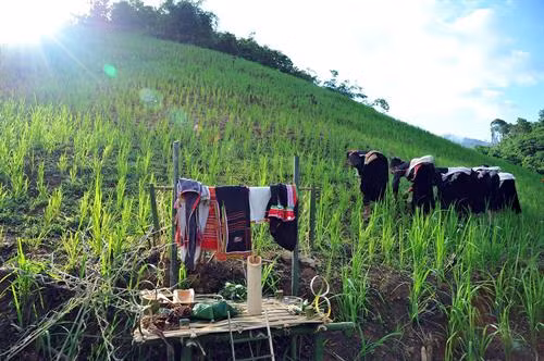 Bản làng người Khơ Mú trên vùng cao Tây Bắc. Ảnh: Phan Tuấn Anh - TTXVN Đúng ngày tổ chức lễ, thầy cúng thắp hương báo cáo tổ tiên, sư phụ. Ảnh: Phan Tuấn Anh - TTXVN Dân bản đi tổ chức lễ cầu mùa. Ảnh: Phan Tuấn Anh - TTXVN Chuẩn bị các đồ lễ cúng cho lễ cầu mùa. Ảnh: Phan Tuấn Anh - TTXVN Thầy cúng và mọi người chuẩn bị đàn cúng. Ảnh: Phan Tuấn Anh - TTXVN Tăm đao là dụng cụ không thể thiếu trong các nghi lễ cộng đồng. Ảnh: Phan Tuấn Anh - TTXVN Vị trí tổ chức lễ cúng cầu mùa là những mảnh nương trung tâm của bản làng. Ảnh: Phan Tuấn Anh - TTXVN Đàn cúng lễ cầu mùa được lập trên mảnh ruộng. Ảnh: Phan Tuấn Anh - TTXVN Thầy cúng làm lễ cúng giao lễ vật cho thần linh. Ảnh: Phan Tuấn Anh - TTXVN Dân bản nộp cây giống cho thầy cúng. Ảnh: Phan Tuấn Anh - TTXVN Điệu múa tầm đao của đồng bào Khơ Mú. Ảnh: Phan Tuấn Anh - TTXVN Điệu múa xòe của đồng bào Khơ Mú. Ảnh: Phan Tuấn Anh - TTXVN
