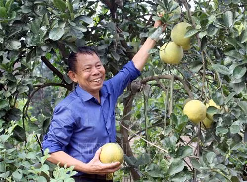 Ông Nguyễn Bá Hữu tại khu trang trại VAC của gia đình. Ảnh: Đồng Thúy-TTXVN