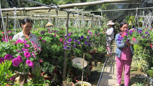 Chăm sóc hoa Tết tại nhà vườn của ông Hồ Thanh Bình, ấp Vĩnh Hưng, xã Vĩnh Thành, huyện Chợ Lách (tỉnh Bến Tre).