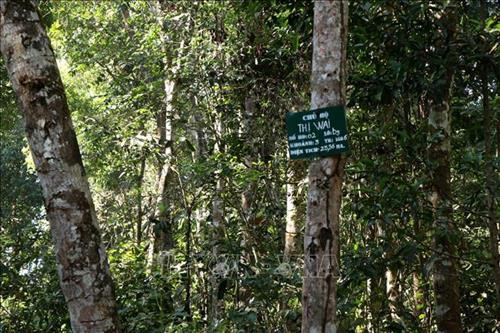 Rừng phòng hộ Nam Cát Tiên ở tỉnh Đắk Nông đang được bảo vệ và phát triển rừng bền vững nhờ chính sách giao khoán rừng trực tiếp cho những người dân sống quanh rừng. Trong ảnh: Bảng thông báo một khoảnh rừng với diện tích hơn 23,5ha đã được một hộ dân M’Nông nhận giao khoán quản lý, bảo vệ. Ảnh: Ngọc Minh – TTXVN