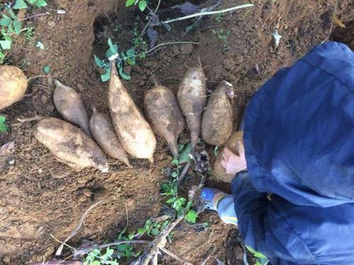 Sâm đất vùng cao rẻ như khoai gây sốt ở Hà Nội ảnh 1 Sâm đất vùng cao rẻ như khoai gây sốt ở Hà Nội ảnh 1