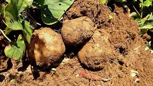 Loại củ này hiện được trồng ở vùng núi cao Y Tý, huyện Bát Xát, tỉnh Lào Cai Loại củ này hiện được trồng ở vùng núi cao Y Tý, huyện Bát Xát, tỉnh Lào Cai