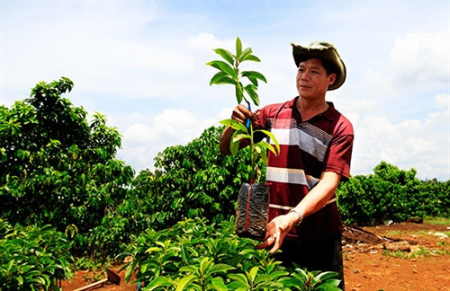 Ông Trung kiểm tra giống bơ ghép trước khi cung cấp cho người dân.