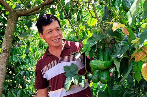 Lão nông Nguyễn Đăng Trung bên cây bơ giống đầu dòng trĩu quả.