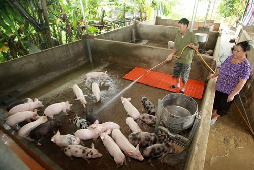 : Gia đình ông Lại Hợp Thơi ở phường Thống Nhất, thành phố Lào Cai vay vốn Chương trình giải quyết việc làm để đầu tư xây dựng chuồng trại nuôi lợn, mỗi năm bán hàng chục tấn thịt lợn, được đánh giá là mô hình chăn nuôi hiệu quả. : Gia đình ông Lại Hợp Thơi ở phường Thống Nhất, thành phố Lào Cai vay vốn Chương trình giải quyết việc làm để đầu tư xây dựng chuồng trại nuôi lợn, mỗi năm bán hàng chục tấn thịt lợn, được đánh giá là mô hình chăn nuôi hiệu quả.