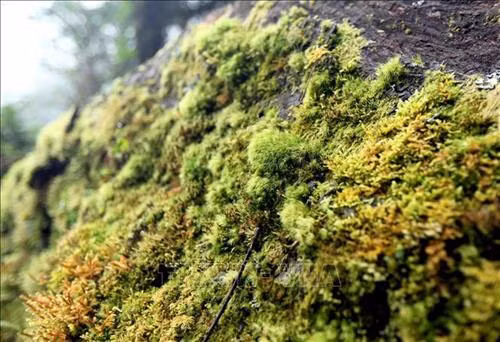 Đường lên đỉnh Tả Liên Sơn là khu rừng nguyên sinh với nhiều cây cổ thụ rêu phong. Ảnh: Quý Trung - TTXVN Những thảm thực vật bám lên cành cây vô cùng phong phú. Ảnh: Quý Trung - TTXVN Dưới những tán lá rừng xum xêu của khu rừng nguyên sinh là những tảng đá lớn được bao phủ bẳng thảm thực vật vô cùng phong phú với nhiều chủng loại khác nhau. Ảnh: Quý Trung - TTXVN Để khám phá và chinh phục đỉnh Tả Liên Sơn du khách phải đi bộ mất hơn 3 giờ đồng hồ với chặng đường gần 10km dưới những tán cây cổ thụ có hàng trăm năm tuổi. Ảnh: Quý Trung - TTXVN Thảm thực vật bao quanh những thân cây với đủ chủng loại và màu sắc đa dạng. Ảnh: Quý Trung - TTXVN Mây mù bao phủ khu rừng nguyên sinh Tả Liên Sơn tạo rao bức tranh huyền ảo. Ảnh: Quý Trung - TTXVN Dưới những tán lá rừng xum xêu của khu rừng nguyên sinh là những tảng đá lớn được bao phủ bẳng thảm thực vật vô cùng phong phú với màu sắc đa dạng. Ảnh: Quý Trung - TTXVN Với vẻ đẹp hùng vĩ của Tả Liên Sơn thu hút nhiều bạn trẻ tới khám phá. Ảnh: Quý Trung - TTXVN Với vẻ đẹp hùng vĩ của Tả Liên Sơn thu hút nhiều bạn trẻ tới khám phá. Ảnh: Quý Trung - TTXVN Mây mù bao phủ khu rừng nguyên sinh Tả Liên Sơn tạo rao bức tranh huyền ảo như trong truyện cổ tích. Ảnh: Quý Trung - TTXVN Dưới những tán lá rừng xum xêu của khu rừng nguyên sinh là những thảm thực vật vô cùng phong phú với màu sắc đa dạng. Ảnh: Quý Trung - TTXVN