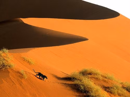 Sossusvlei nằm trong sa mạc ven biển của Namibia, đây là nơi có những cồn cát cao nhất thế giới và cảnh quan sa mạc độc đáo. Ảnh: Thezambezian.