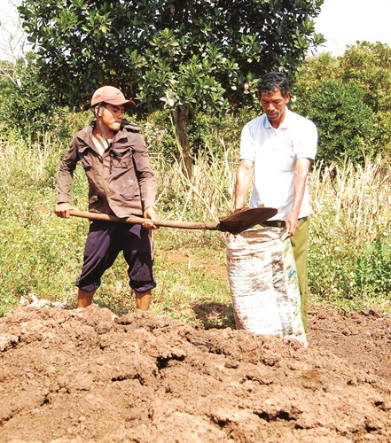 Tận dụng phân bò để ủ thành phân hữu cơ bón cho cây cà phê Tận dụng phân bò để ủ thành phân hữu cơ bón cho cây cà phê