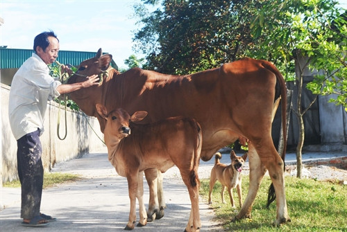 Ở xã Hưng Mỹ, huyện Hưng Nguyên có gia đình ông Ngô Xuân Nam vay 25 triệu đồng để chăn nuôi bò sinh sản. Từ một con giống ban đầu, nhờ khéo tay, hay làm, công sức của ông đã được đền đáp khi bò mẹ sinh thêm bê con Ở xã Hưng Mỹ, huyện Hưng Nguyên có gia đình ông Ngô Xuân Nam vay 25 triệu đồng để chăn nuôi bò sinh sản. Từ một con giống ban đầu, nhờ khéo tay, hay làm, công sức của ông đã được đền đáp khi bò mẹ sinh thêm bê con