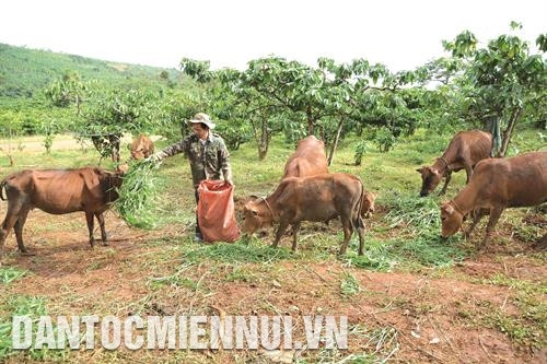 Mỗi năm, gia đình đảng viên Điểu Kêu hỗ trợ hàng trăm triệu đồng không lấy lãi để giúp đỡ từ 3 - 4 hộ gia đình khó khăn có vốn mua phân bón, giống cây - con, phát triển sản xuất. Mỗi năm, gia đình đảng viên Điểu Kêu hỗ trợ hàng trăm triệu đồng không lấy lãi để giúp đỡ từ 3 - 4 hộ gia đình khó khăn có vốn mua phân bón, giống cây - con, phát triển sản xuất.
