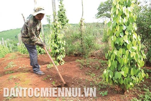 Đảng viên Điểu Kêu là tấm gương sáng của bon làng M'nông ảnh 2 Đảng viên Điểu Kêu là tấm gương sáng của bon làng M'nông ảnh 2