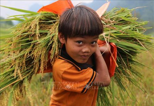 Trẻ em đồng bào Rục giúp đỡ bố mẹ thu hoạch lúa. Ảnh: TTXVN