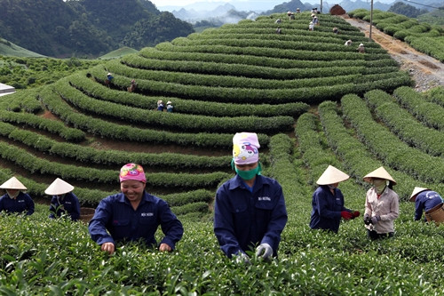 Thu hoạch chè ở huyện Mộc Châu, tỉnh Sơn La. Ảnh: TTXVN Thu hoạch chè ở huyện Mộc Châu, tỉnh Sơn La. Ảnh: TTXVN