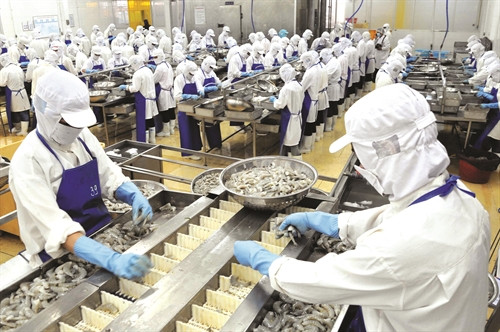 Chế biến tôm xuất khẩu tại Công ty cổ phần thủy sản Cửu Long, thành phố Trà Vinh. Chế biến tôm xuất khẩu tại Công ty cổ phần thủy sản Cửu Long, thành phố Trà Vinh.