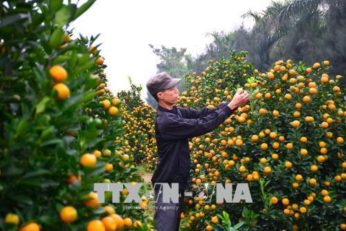 Người trồng quất xã Nam Phong, thành phố Nam Định buộc lại những cây quất cuối cùng để xuất bán. Ảnh: Công Luật – TTXVN Người trồng quất xã Nam Phong, thành phố Nam Định buộc lại những cây quất cuối cùng để xuất bán. Ảnh: Công Luật – TTXVN