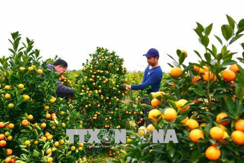 Người trồng quất xã Nam Phong, thành phố Nam Định buộc lại những cây quất cuối cùng để xuất bán. Ảnh: Công Luật – TTXVN Người trồng quất xã Nam Phong, thành phố Nam Định buộc lại những cây quất cuối cùng để xuất bán. Ảnh: Công Luật – TTXVN