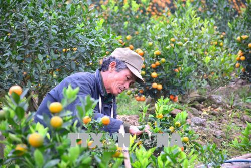 Người trồng quất xã Nam Phong, thành phố Nam Định đang chỉnh sửa thế cây quất thần tài. Ảnh: Công Luật – TTXVN Người trồng quất xã Nam Phong, thành phố Nam Định đang chỉnh sửa thế cây quất thần tài. Ảnh: Công Luật – TTXVN