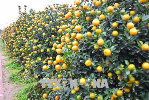 Quất Nam Phong, thành phố Nam Định có quả to đều, dáng đẹp chín vàng ươm nên thu hút nhiều khách tại các tỉnh khác như: Hà Nội, Hải Phòng, Quảng Ninh… về mua. Ảnh: Công Luật – TTXVN Quất Nam Phong, thành phố Nam Định có quả to đều, dáng đẹp chín vàng ươm nên thu hút nhiều khách tại các tỉnh khác như: Hà Nội, Hải Phòng, Quảng Ninh… về mua. Ảnh: Công Luật – TTXVN