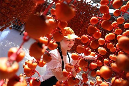 Hồng treo gió hoàn toàn được sản xuất theo phương pháp tự nhiên. Ảnh: Nhật Anh - TTXVN Hồng treo gió hoàn toàn được sản xuất theo phương pháp tự nhiên. Ảnh: Nhật Anh - TTXVN
