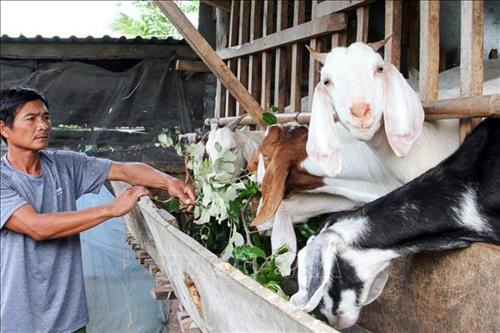 Đồng bào dân tộc Chăm ở Ninh Thuận phát triển chăn nuôi từ nguồn vốn vay từ Chi nhánh ngân hàng chính sách xã hội tỉnh. Ảnh: Công Thử - TTXVN Đồng bào dân tộc Chăm ở Ninh Thuận phát triển chăn nuôi từ nguồn vốn vay từ Chi nhánh ngân hàng chính sách xã hội tỉnh. Ảnh: Công Thử - TTXVN