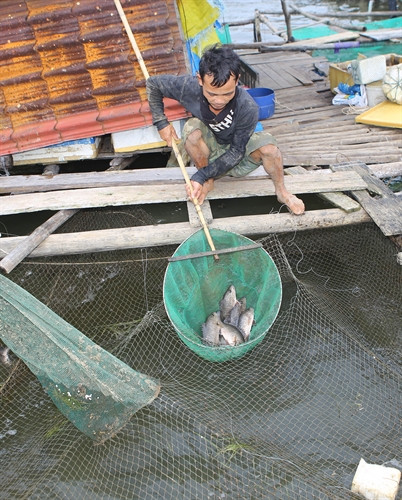 Anh Trần Vường ở thôn Tân An, xã Phú Thuận, huyện Phú Vang sau khi nhận tiền bồi thường vẫn tiếp tục nghề nuôi cá lồng. Anh Trần Vường ở thôn Tân An, xã Phú Thuận, huyện Phú Vang sau khi nhận tiền bồi thường vẫn tiếp tục nghề nuôi cá lồng.