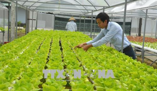 Một vườn rau thủy canh tại quận Sơn Trà do anh Phong thiết kế. Ảnh: Đinh Văn Nhiều - TTXVN Một vườn rau thủy canh tại quận Sơn Trà do anh Phong thiết kế. Ảnh: Đinh Văn Nhiều - TTXVN