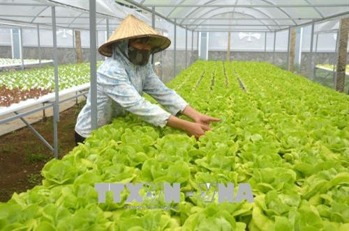 Một vườn rau thủy canh tại quận Sơn Trà do anh Phong thiết kế. Ảnh: Đinh Văn Nhiều - TTXVN Một vườn rau thủy canh tại quận Sơn Trà do anh Phong thiết kế. Ảnh: Đinh Văn Nhiều - TTXVN