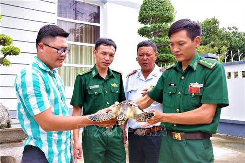 Anh Lê Hồng Phúc bàn giao cá thể Đồi mồi quý hiếm cho Trạm Biên phòng Cửa khẩu cảng Vũng Tàu. Ảnh: TTXVN Anh Lê Hồng Phúc bàn giao cá thể Đồi mồi quý hiếm cho Trạm Biên phòng Cửa khẩu cảng Vũng Tàu. Ảnh: TTXVN