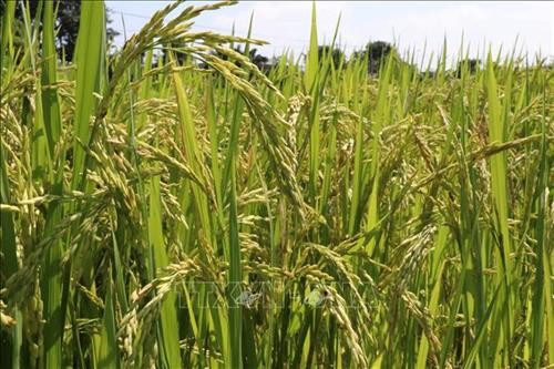 Giống lúa mới cho năng suất và chất lượng cao. Ảnh: Dư Toán - TTXVN Giống lúa mới cho năng suất và chất lượng cao. Ảnh: Dư Toán - TTXVN