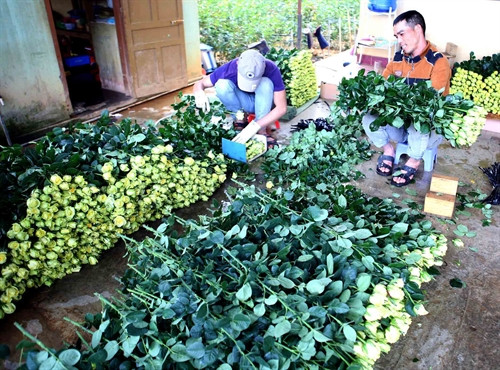 Phân loại, đóng gói hoa hồng để mang đi tiêu thụ. Phân loại, đóng gói hoa hồng để mang đi tiêu thụ.