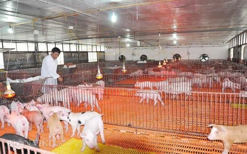 Khu hệ thống chuồng úm rộng hàng trăm m2. Ảnh: Danviet Khu hệ thống chuồng úm rộng hàng trăm m2. Ảnh: Danviet