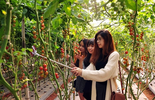 Một nhóm bạn trẻ thích thú chụp hình bên vườn cà chua công nghệ cao. Một nhóm bạn trẻ thích thú chụp hình bên vườn cà chua công nghệ cao.