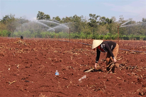 Đất được xới tơi xốp, thu dọn hết tàn dư thực vật trước khi tái canh cà phê. Đất được xới tơi xốp, thu dọn hết tàn dư thực vật trước khi tái canh cà phê.