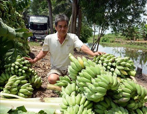 Chuối xiêm rớt giá, thương lái không mua, người trồng thu hoạch chất đống. Ảnh: Lê Sen - TTXVN Chuối xiêm rớt giá, thương lái không mua, người trồng thu hoạch chất đống. Ảnh: Lê Sen - TTXVN