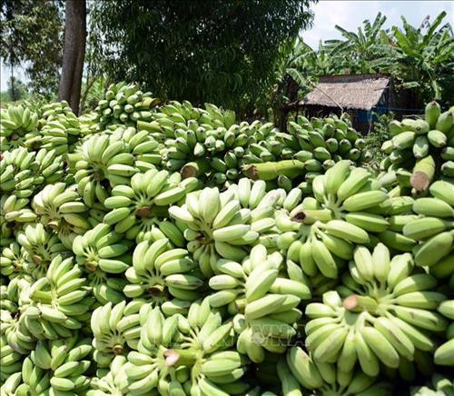 Chuối xiêm rớt giá, thương lái không mua, người trồng thu hoạch chất đống. Ảnh: Lê Sen – TTXVN Chuối xiêm rớt giá, thương lái không mua, người trồng thu hoạch chất đống. Ảnh: Lê Sen – TTXVN