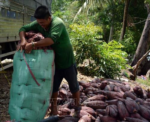 Chuối xiêm rớt giá, bắp chuối cũng giảm theo, người trồng lao đao. Ảnh: Lê Sen - TTXVN Chuối xiêm rớt giá, bắp chuối cũng giảm theo, người trồng lao đao. Ảnh: Lê Sen - TTXVN