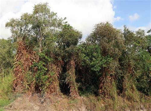 Hàng chục ngàn hécta rừng tràm U Minh Hạ đang ở mức báo động cháy cấp cao nhất. Ảnh:Huỳnh Thế Anh - TTXVN