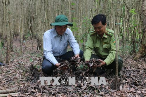 Rừng tràm thuộc Lâm trường 422 (huyện Hòn Đất) đang bị khô. Ảnh: Lê Huy Hải – TTXVN Rừng tràm thuộc Lâm trường 422 (huyện Hòn Đất) đang bị khô. Ảnh: Lê Huy Hải – TTXVN