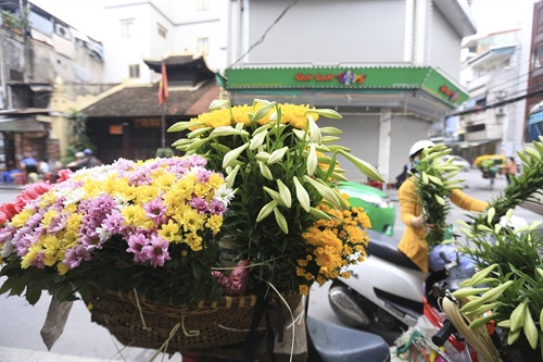 Không sặc sỡ như những loại hoa khác, hoa loa kèn đem lại cho người thưởng hoa sự dịu dàng tinh tế.