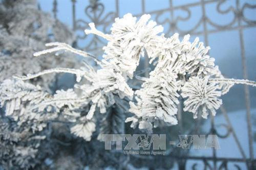 Băng tuyết rơi phủ trắng những cành cây trên Khu du lịch Mẫu Sơn Ảnh: Thái Thuần -TTXVN Băng tuyết rơi phủ trắng những cành cây trên Khu du lịch Mẫu Sơn Ảnh: Thái Thuần -TTXVN
