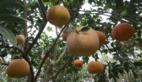 Ảnh minh họa Ảnh minh họa